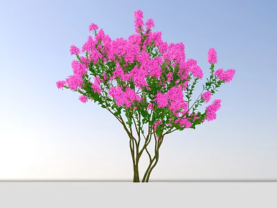 Beautiful Garden Shrub With Vibrant Pink Flowers Against Blue Sky 3d model