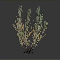 Lush Plant With Green Yellow Leaves And Purple Stems On Black Base