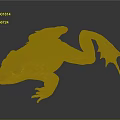 Frog with green brown spotted skin large eyes webbed feet on dark reflective surface
