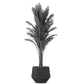 Lush Green Potted Plant With Long Feathery Leaves In White Ceramic Pot For Indoor Decor