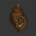 Aquatic Animal Conch With Spiky Brown Shell And Textured Natural Surface