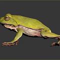 Vibrant Green And Yellow Frog Sitting On Reflective Black Surface With Pink Limbs