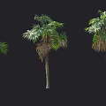 Row of Various Palm Trees with Green and Brown Leaves on Dark Background