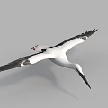 White Flying Bird With Black Wings Long Beak And Red Feet In Gray Sky