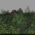 Lush Green Ground Cover Plants Growing On Natural Soil Surface Area