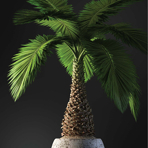 modern potted plant indoor potted plant 3d model