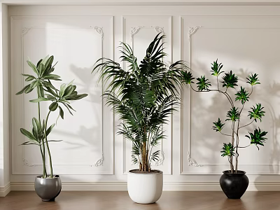 Stylish Indoor Potted Plants With Colored Pots Decorative Moldings White Wall And Wooden Floor 3d model