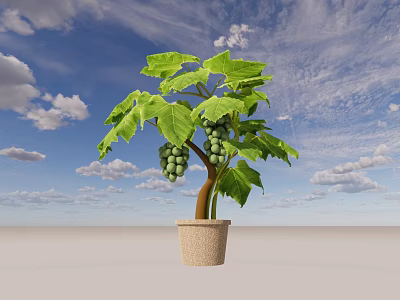 Modern potted grape bonsai 3d model Modern potted grape bonsai 3d model