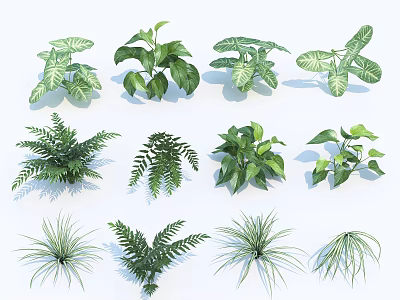 Various Green Indoor Plants Including Ferns And Leafy Foliage Varieties 3d model