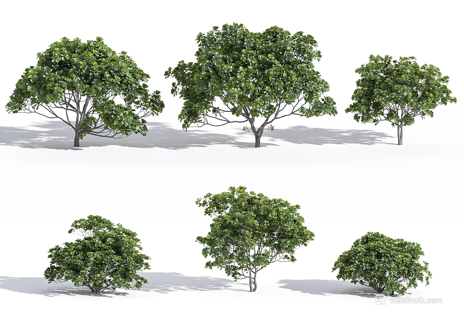 Six Green Leafy Trees With Various Shapes And Sizes In White Background 3d model