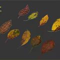 Colorful Autumn Leaves With Various Red Yellow Orange Green Tones On Dark Background