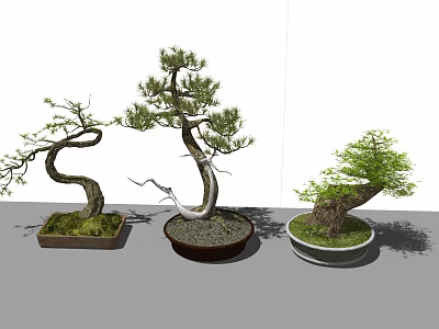 Three Unique Bonsai Plants With Curved Trunks And Decorative Pots 3d model