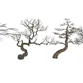 Arbor Trees With Bare Branches Twisted Trunks And Various Shapes In Row 3d model