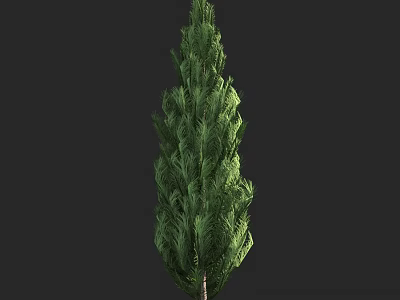 Tall Evergreen Arbor With Dense Green Foliage And Brown Trunk On Dark Background 3d model
