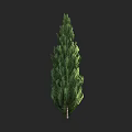 Tall Evergreen Arbor With Dense Green Foliage And Brown Trunk On Dark Background