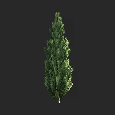 Tall Evergreen Arbor With Dense Green Foliage And Brown Trunk On Dark Background 3d model