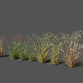 Various Ornamental Grass Varieties in Green Yellow Brown Tones Arranged for Garden