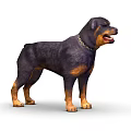Black and Tan Rottweiler Dog With Chain Collar Standing In Fierce Expression
