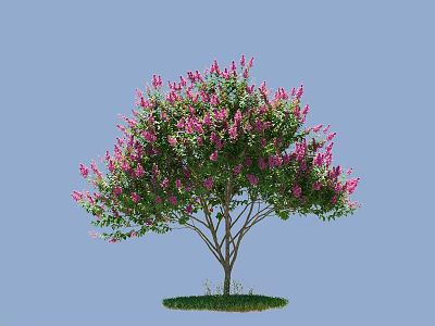 Flowering Arbor With Vibrant Pink Blossoms And Lush Green Leaves In Blue Sky Environment 3d model