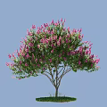 Flowering Arbor With Vibrant Pink Blossoms And Lush Green Leaves In Blue Sky Environment