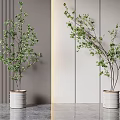 Bonsai Potted Plants With Green Leaves And Branches In White Textured Pots Modern Gray Wall