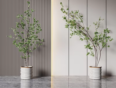 Bonsai Potted Plants With Green Leaves And Branches In White Textured Pots Modern Gray Wall 3d model