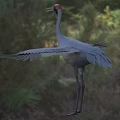 Gray Crane with Red Head Spread Wings Standing on Natural Grassland Habitat