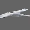 Graceful White Flying Bird with Spread Wings Against Gray Sky 3d model