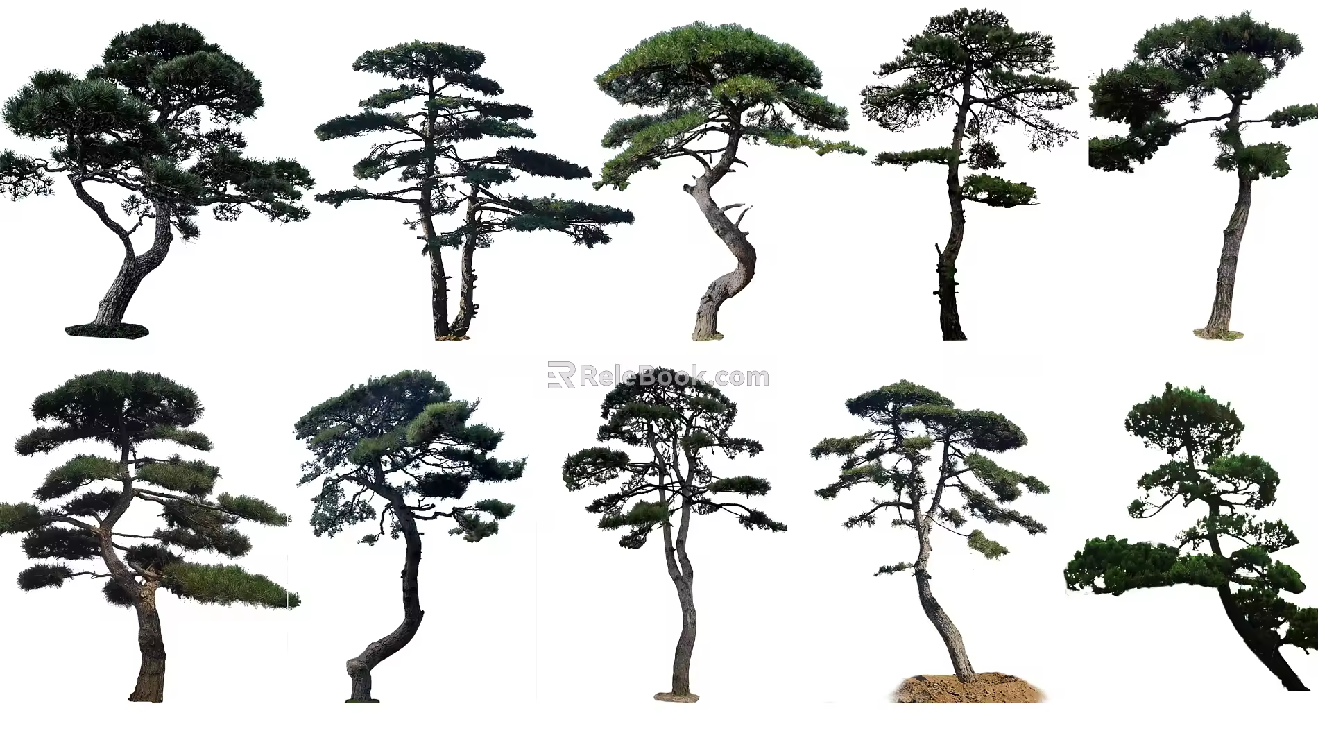 Selected Style Gucci Pinus tabulaeformis 3d model