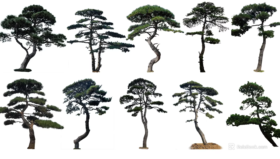 Various Pine Trees With Curved Trunks And Lush Foliage In Different Shapes 3d model 