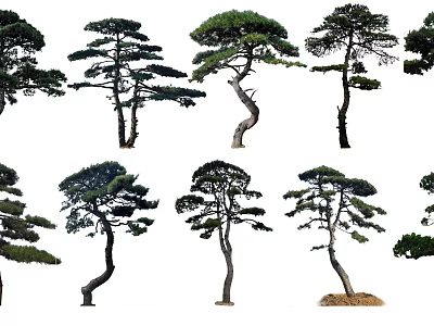 Various Pine Trees With Curved Trunks And Lush Foliage In Different Shapes 3d model