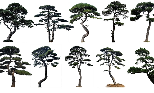 Selected Style Gucci Pinus tabulaeformis 3d model