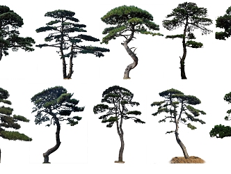 Selected Style Gucci Pinus tabulaeformis 3d model