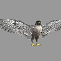 Falcon with Patterned Feathers Spreading Wings and Yellow Talons on Gray Background