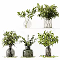 Transparent And Dark Glass Vases With Green Ferns Leaves And Eucalyptus Plants Arrangement