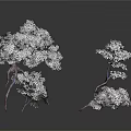 Three White Trees With Dark Background And Reflections In Studio