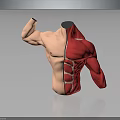 Human Torso Anatomical Model Displaying Left Muscular And Right Red Muscle Structure