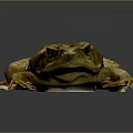 Golden Toad with Textured Skin and Large Eyes Sitting on Dark Background