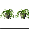 Two Potted Bonsai Plants with Trailing Green Vines in Light Colored Pots on Glossy Surface