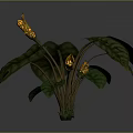 Tropical Plant With Large Green Patterned Leaves Thick Stems And Yellow Spotted Flowers