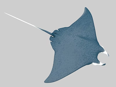 Large Blue Manta Ray With Flat Body And Long Tail Swimming In Ocean 3d model