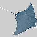Large Blue Manta Ray With Flat Body And Long Tail Swimming In Ocean
