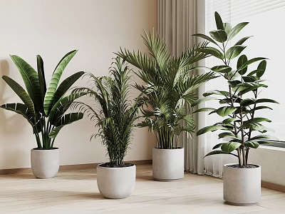 Indoor Potted Plants With Various Green Foliage In White Pots And Wooden Floor 3d model