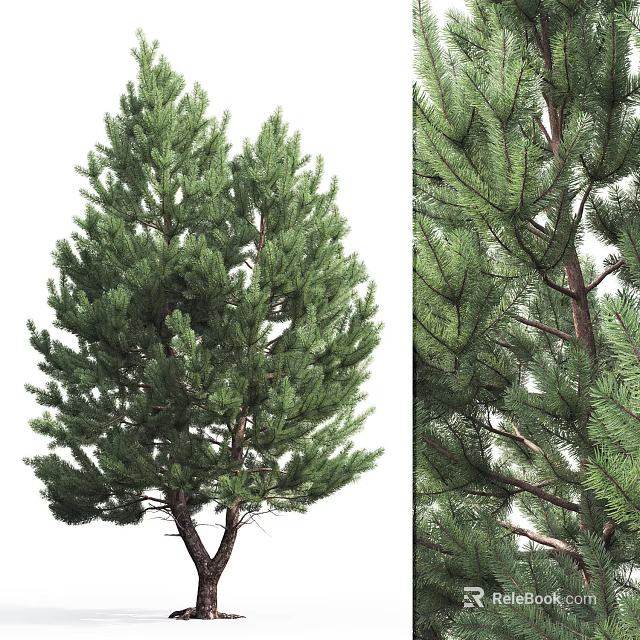 Evergreen Tree With Lush Foliage Dense Branches And Sturdy Trunk Structure 3d model 