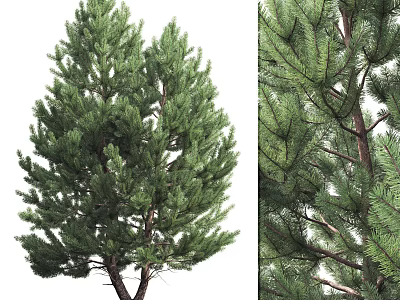 Evergreen Tree With Lush Foliage Dense Branches And Sturdy Trunk Structure 3d model