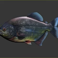 Vibrant Multicolored Fish With Sparkling Scales And Shiny Blue Fins On Dark Background With Reflection