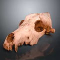 Ancient Animal Skull Fossil With Visible Teeth And Eye Sockets On Dark Background
