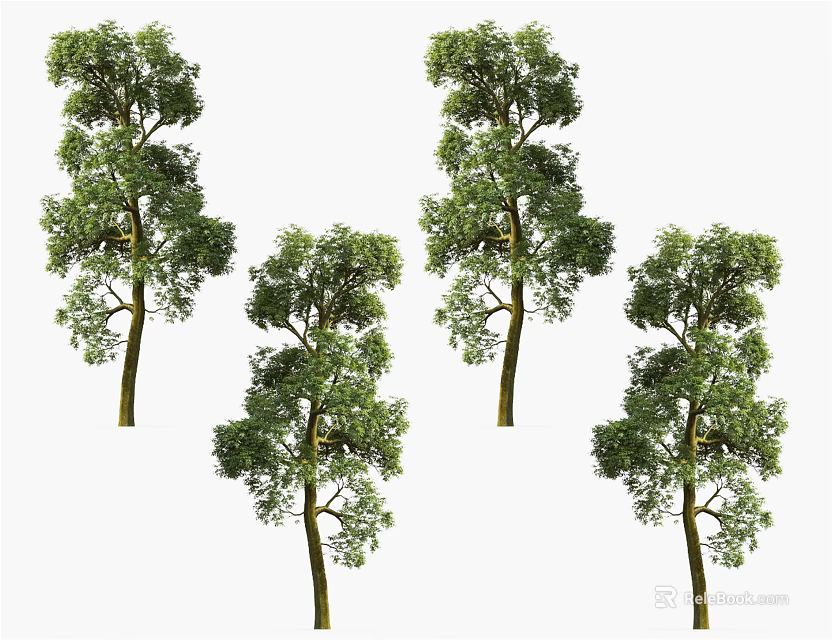Multiple Lush Green Arbor Trees With Dense Foliage And Strong Trunks 3d model 