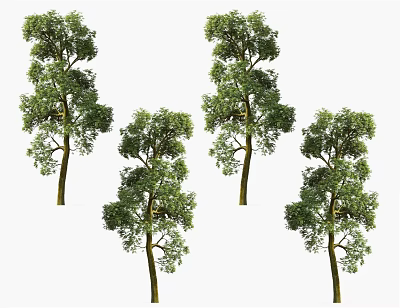 Multiple Lush Green Arbor Trees With Dense Foliage And Strong Trunks 3d model