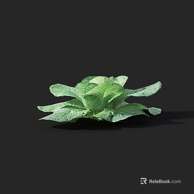 Fresh Healthy Green Cabbage With Vibrant Crisp Leaves On Black Background 3d model 